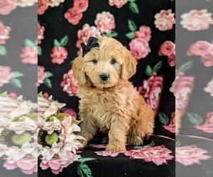 Goldendoodle (Miniature) Puppy for sale in QUARRYVILLE, PA, USA