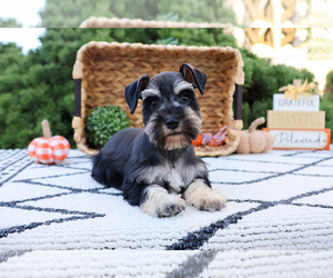 Schnauzer (Miniature) Puppy for sale in SYRACUSE, IN, USA