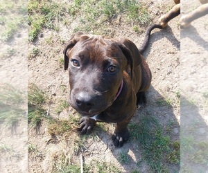 Cane Corso Puppy for sale in HOT SPRINGS, AR, USA