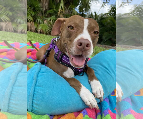 Medium Photo #2 Mutt Puppy For Sale in Miami, FL, USA