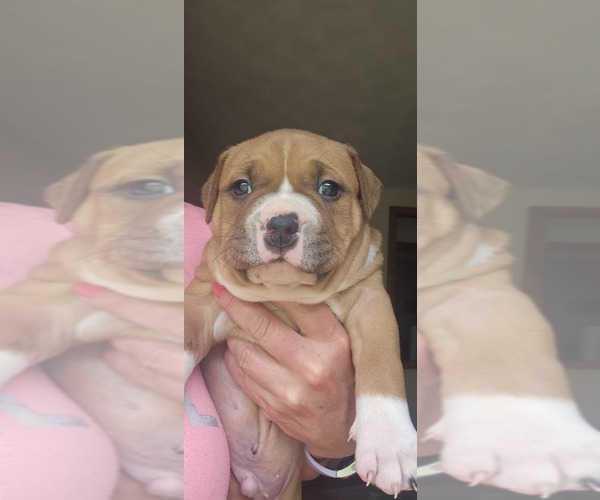 Medium Photo #15 American Bully Puppy For Sale in SAINT ALBANS, WV, USA