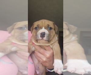 Medium American Bully