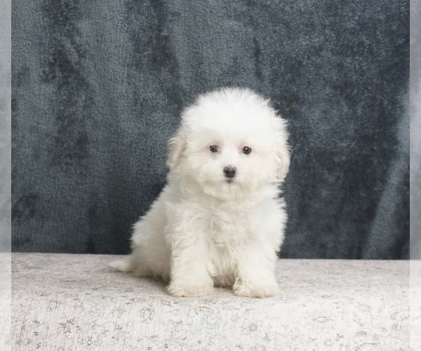 Medium Photo #3 Poodle (Toy)-Yorkshire Terrier Mix Puppy For Sale in WARSAW, IN, USA