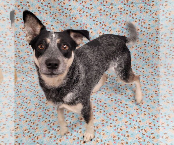 Medium Photo #10 Mutt Puppy For Sale in FAIRLAWN, OH, USA