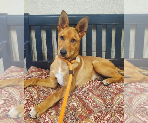 Medium Photo #1 Mutt Puppy For Sale in Amarillo, TX, USA