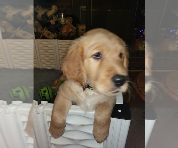 Medium Photo #3 Golden Retriever Puppy For Sale in WOODSTOCK, IL, USA