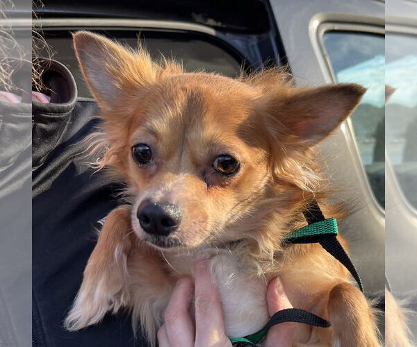 Medium Photo #3 Pomeranian-Unknown Mix Puppy For Sale in Cuba, NY, USA