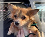 Small #2 Pomeranian Mix