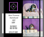 Small Photo #7 Dachshund Puppy For Sale in WARSAW, IN, USA