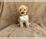 Small #2 Cavapoo (Miniature)
