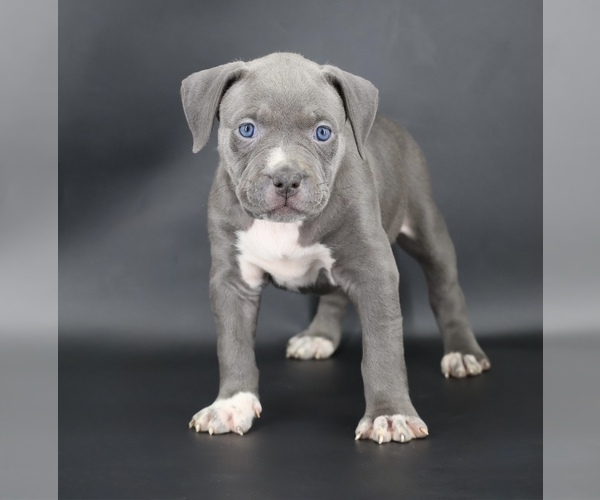 Medium Photo #1 American Bully Puppy For Sale in CHAMPAIGN, IL, USA