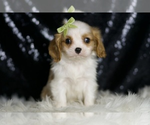Cavalier King Charles Spaniel Puppy for sale in WARSAW, IN, USA