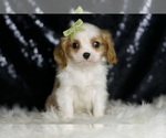 Small Cavalier King Charles Spaniel