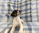 Small Photo #3 Jack Russell Terrier Puppy For Sale in TREZEVANT, TN, USA