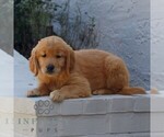 Brooklyn - Female Golden Retriever Puppy for Sale - Photo #2