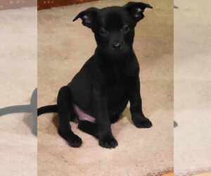 Medium Australian Shepherd-Boxer Mix