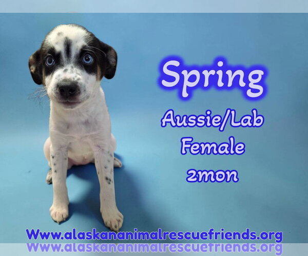 Medium Photo #1 Aussiedor Puppy For Sale in Anchorage, AK, USA