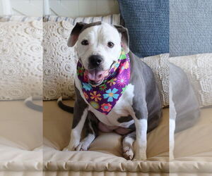 American Pit Bull Terrier-Bulldog Mix Dogs for adoption in McKinney, TX, USA