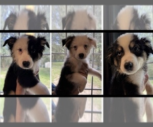Australian Shepherd Litter for sale in GAINESVILLE, FL, USA
