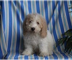 Small Photo #5 Miniature Labradoodle Puppy For Sale in FREDERICKSBURG, OH, USA