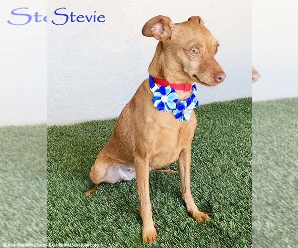 Medium Photo #1 Chipin Puppy For Sale in San Diego, CA, USA