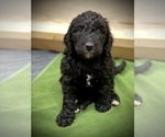 Small Photo #13 Goldendoodle Puppy For Sale in LOTHIAN, MD, USA