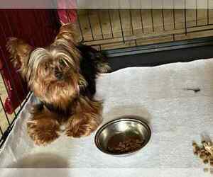 Father of the Yorkshire Terrier puppies born on 08/13/2025