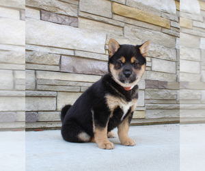 Shiba Inu Puppy for sale in CANTON, SD, USA