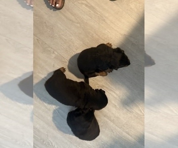 Medium Photo #2 Rottweiler Puppy For Sale in ROCKINGHAM, NC, USA