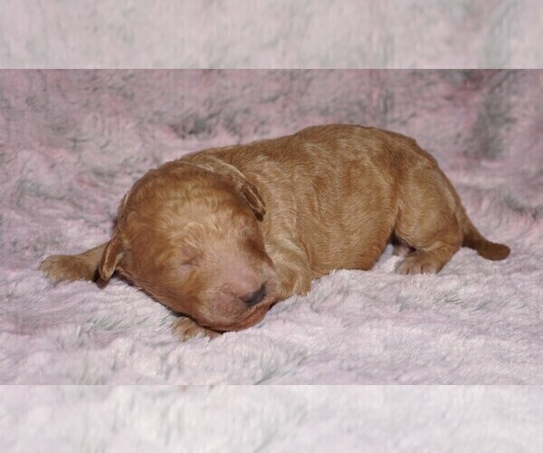Medium Photo #4 Labradoodle mix (+ Poodle Standard) Puppy For Sale in LA HABRA, CA, USA