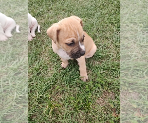 Medium Photo #10 American Bandogge Puppy For Sale in TOMBALL, TX, USA