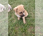 Small Photo #10 American Bandogge Puppy For Sale in TOMBALL, TX, USA
