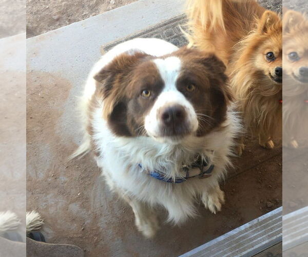 Medium Photo #1 Border-Aussie Puppy For Sale in Chandler, AZ, USA