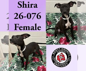 Labrador Retriever-Unknown Mix Dogs for adoption in Georgetown, KY, USA