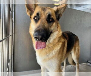 German Shepherd Dog Dogs for adoption in Downey, CA, USA