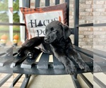 Small #8 Labrador Retriever-Miniature Australian Shepherd Mix