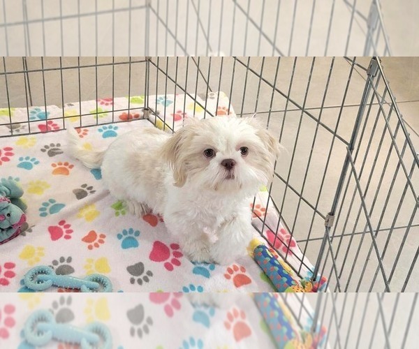Medium Photo #6 Shih Tzu Puppy For Sale in ORO VALLEY, AZ, USA