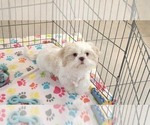 Small #5 Shih Tzu