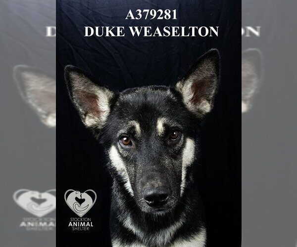 Medium Photo #2 German Shepherd Dog Puppy For Sale in Stockton, CA, USA