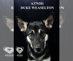 Small #1 German Shepherd Dog