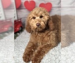 Small Photo #5 Goldendoodle Puppy For Sale in LOUISA, VA, USA