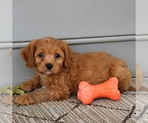 Cavapoo Puppy for sale in NARVON, PA, USA