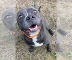 Small #7 American Pit Bull Terrier Mix