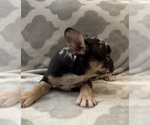 Small #20 French Bulldog