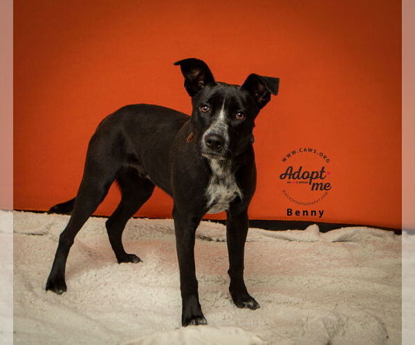 Medium Photo #9 Border-Aussie Puppy For Sale in Salt Lake City, UT, USA