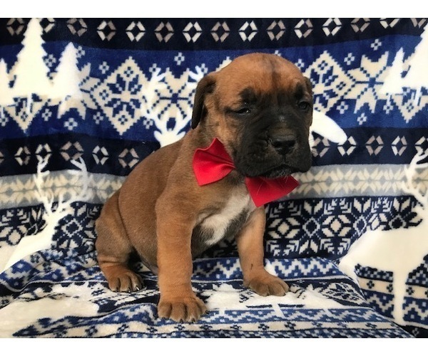 Medium Photo #5 Boerboel Puppy For Sale in CHRISTIANA, PA, USA