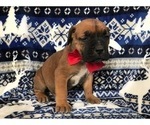 Small Photo #5 Boerboel Puppy For Sale in CHRISTIANA, PA, USA