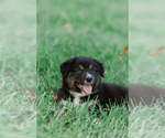 Small #1 Australian Shepherd