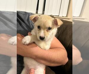 German Shepherd Dog-Siberian Husky Mix Puppy for sale in SAN CLEMENTE, CA, USA
