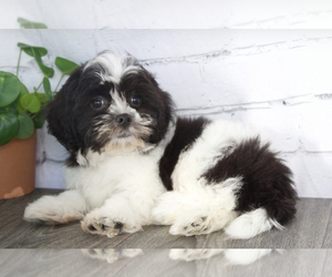 Zuchon Puppy for sale in RED LION, PA, USA